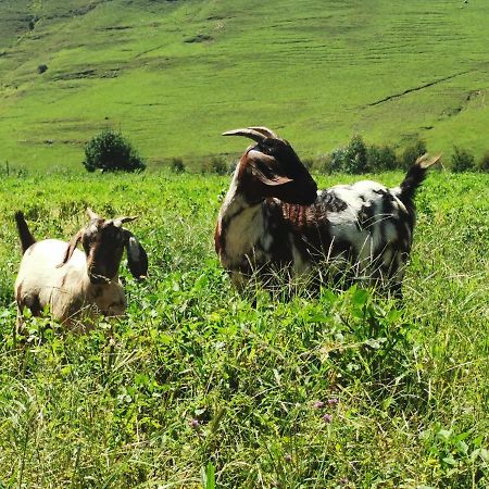 Nguni Moon Tepee Camp Hotel Underberg Buitenkant foto