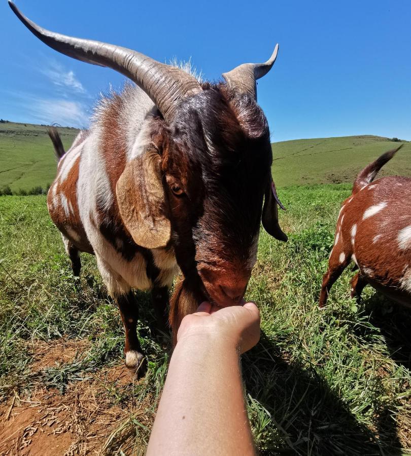 Nguni Moon Tepee Camp Hotel Underberg Buitenkant foto